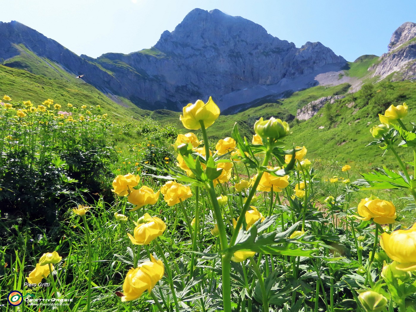 06 Trollius europaeus (Botton d'oro), con vista in Corna Piana .JPG